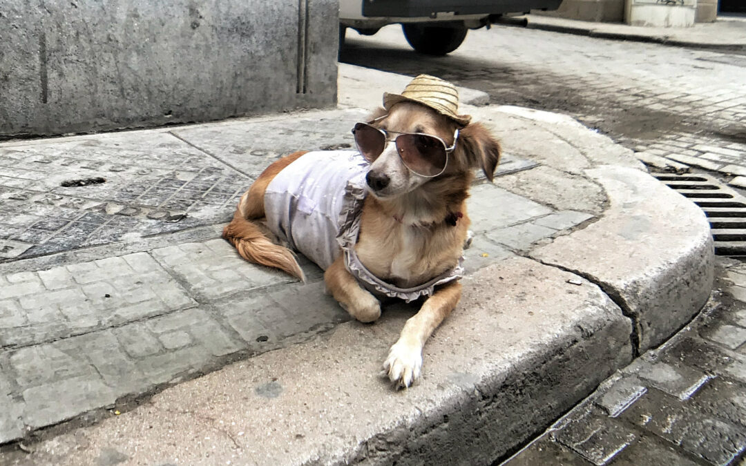 The tale of the old dog and the old tricks