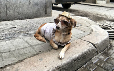 The tale of the old dog and the old tricks